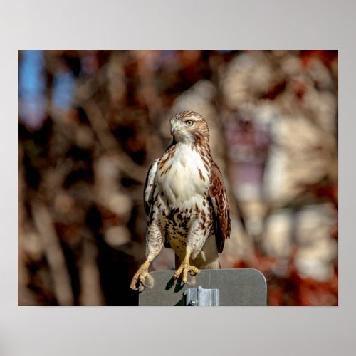 Immature Red Tailed Hawk Poster