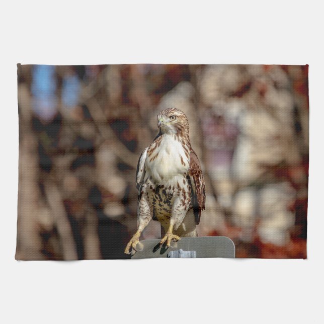 Immature Red Tailed Hawk Towel (Horizontal)