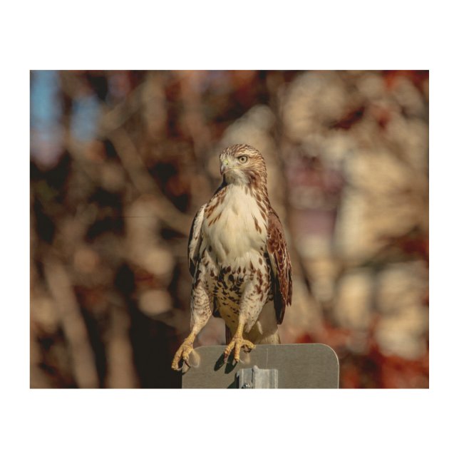Immature Red Tailed Hawk Wood Wall Decor (Front)
