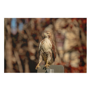 Immature Red Tailed Hawk Wood Wall Decor