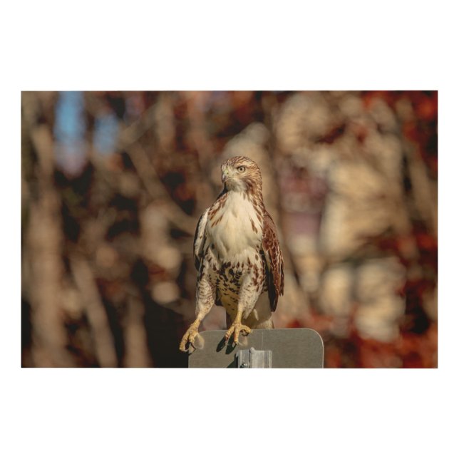 Immature Red Tailed Hawk Wood Wall Decor (Front)