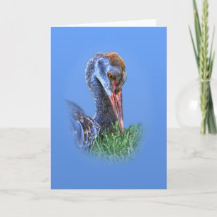Immature Sandhill Crane Blank Greeting Card