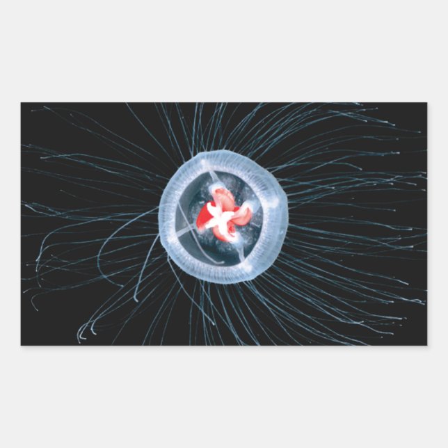 Immortal Jellyfish Rectangle Stickers (Front)
