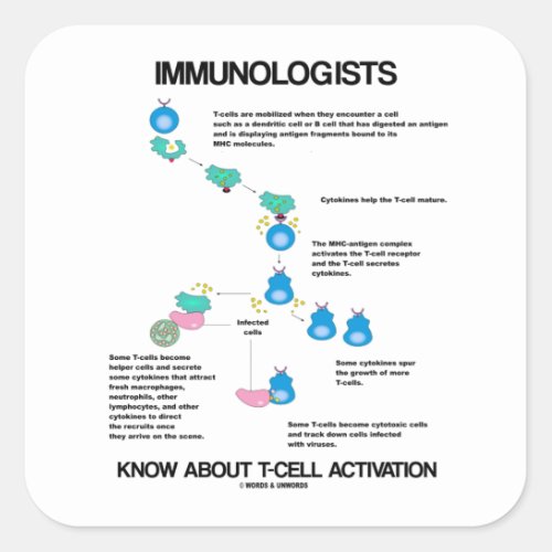 Immunologists Know About T_Cell Activation Square Sticker