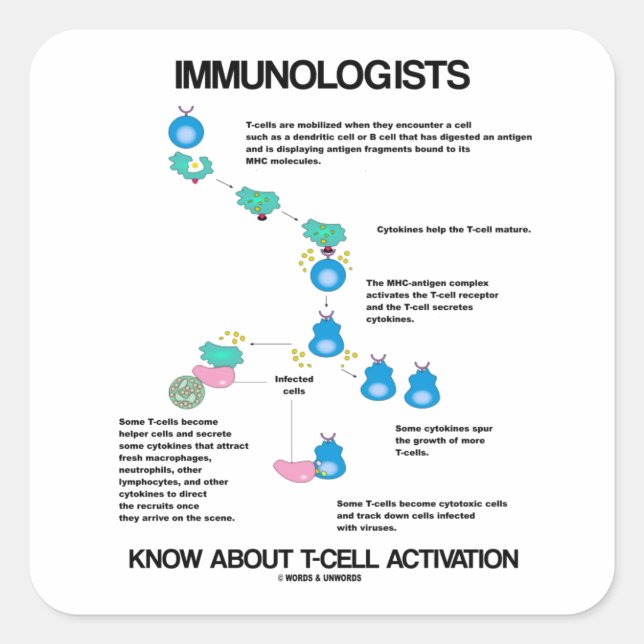 Immunologists Know About T-Cell Activation Square Sticker (Front)