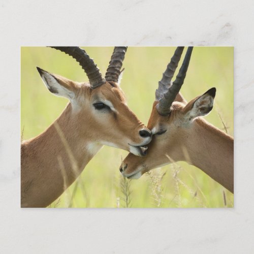 Impala Aepyceros melampus in the Masai Mara Postcard