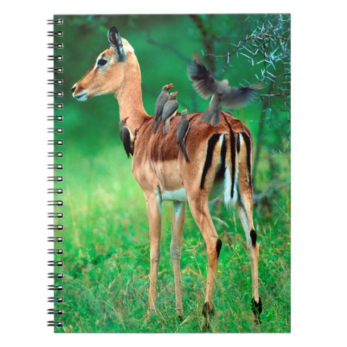 Impala Aepyceros Melampus Notebook