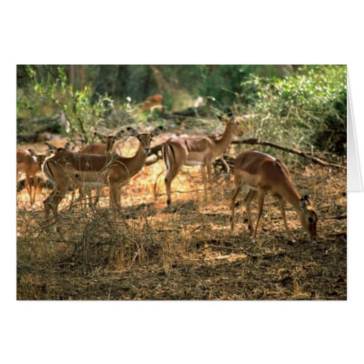 Impala Cards (Front Horizontal)