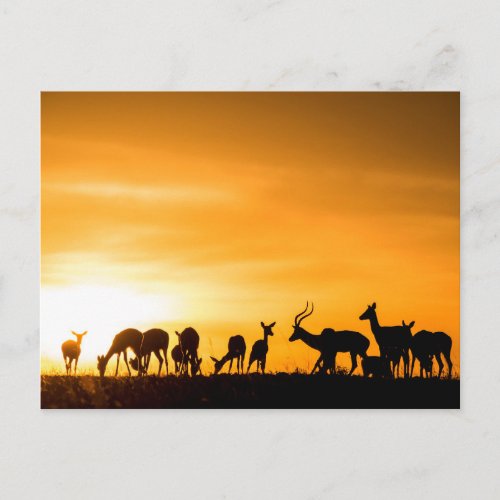 Impala Herd at Sunset Postcard
