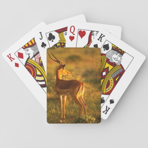 Impala in Golden Light Poker Cards