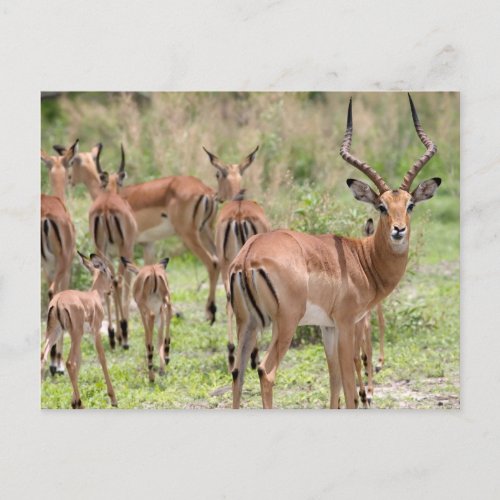 Impala In The Okavango Delta Postcard