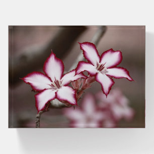 Impala Lily Adenium Miltiflorum Flower Paperweight