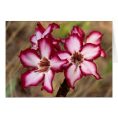 Impala Lily (Adenium Multiflorum), Kruger (Front Horizontal)