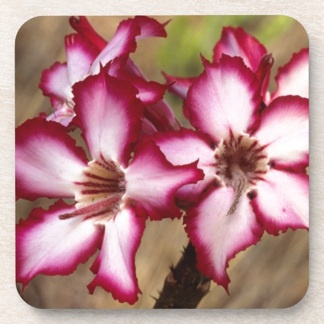 Impala Lily (Adenium Multiflorum), Kruger Drink Coaster (Front)