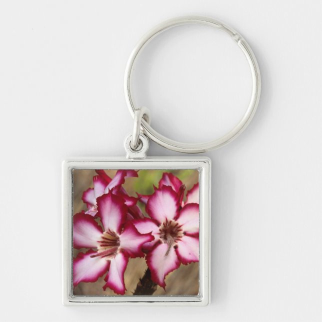 Impala Lily (Adenium Multiflorum), Kruger Keychain (Front)