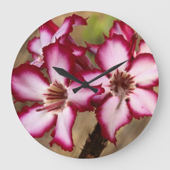 Impala Lily (Adenium Multiflorum), Kruger Large Clock (Front)