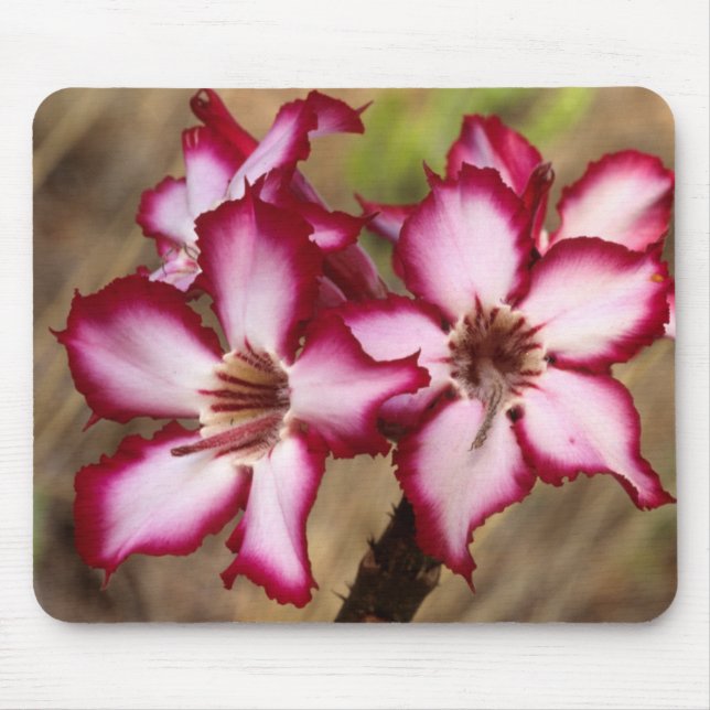 Impala Lily (Adenium Multiflorum), Kruger Mouse Pad (Front)