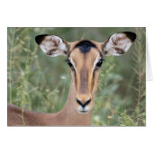 Impala Portrait (Front Horizontal)