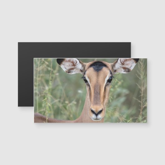 Impala Portrait (Front/Back)