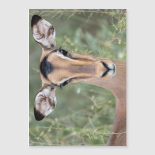 Impala Portrait