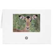 Impala Portrait Cards (Back Horizontal)