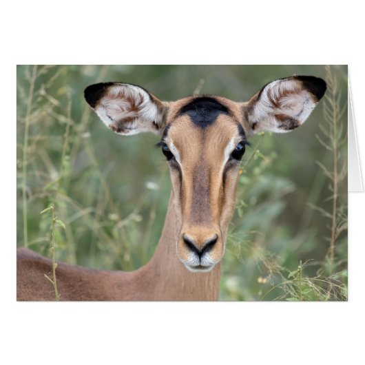Impala Portrait Cards (Front Horizontal)