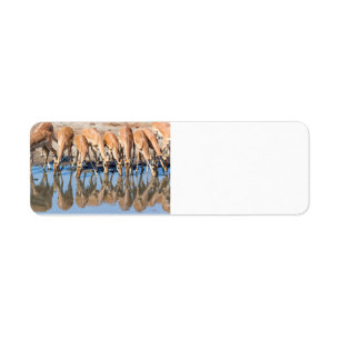Impalas at the waterhole label