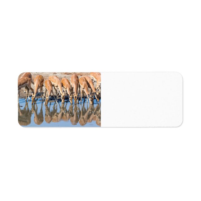 Impalas at the waterhole label (Front)