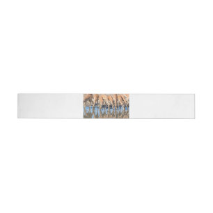 Impalas at the waterhole wrap around label
