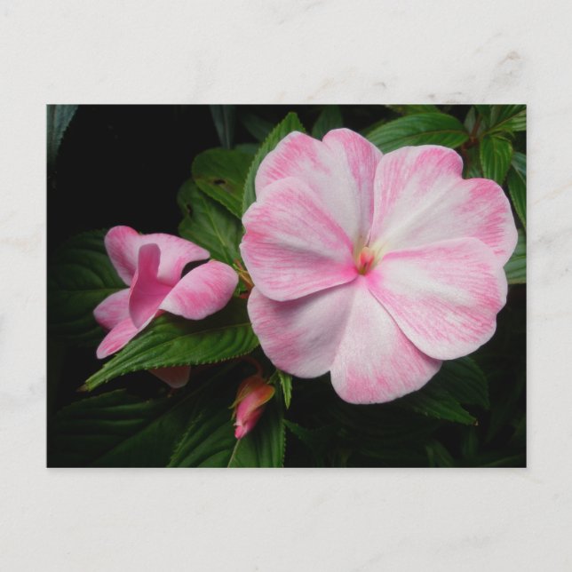 Impatiens Pink White Postcard (Front)