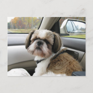 Impatient Passenger Postcard