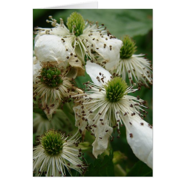 Imperfect Beauty (Front)