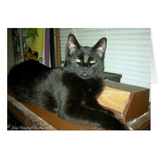 Imperial kitty (Front Horizontal)