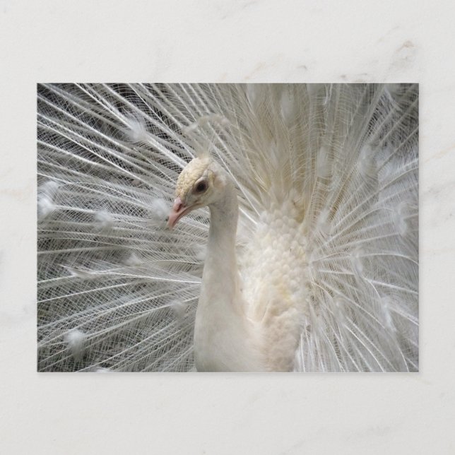 Imperial Peacock Postcard (Front)