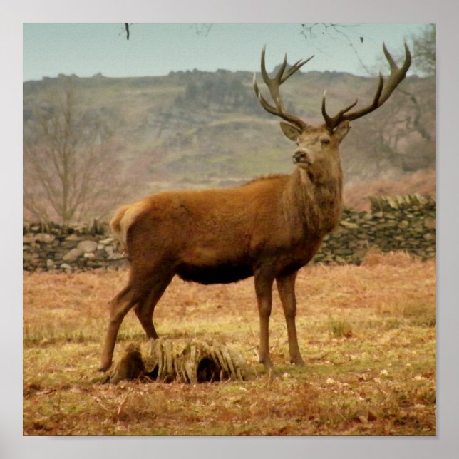 Imperial Stag Poster (Front)