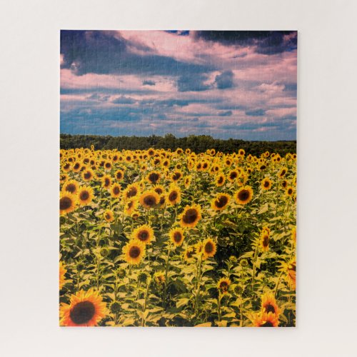 Impossible Puzzle _ Sunflower Field