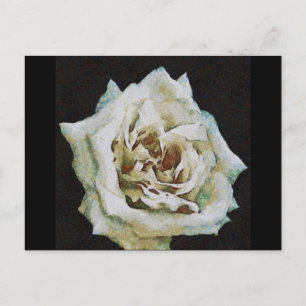 Impressionist Rose Isolated On Black Postcard