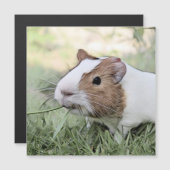 impressive animal -Guinea pig (Front/Back)