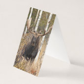 Impressive Bull Moose (Back)