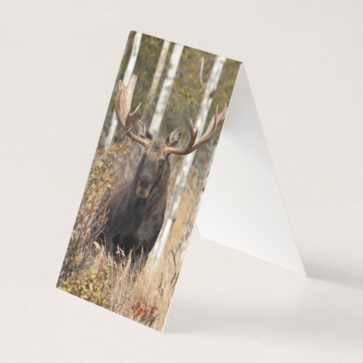 Impressive Bull Moose (Front)