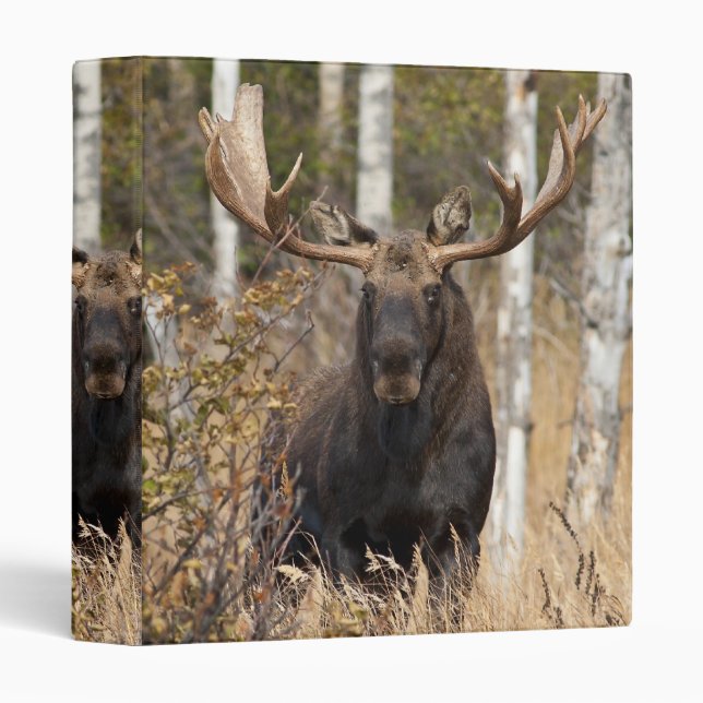 Impressive Bull Moose 3 Ring Binder (Front/Spine)