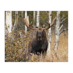 Impressive Bull Moose Acrylic Print