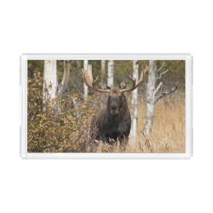 Impressive Bull Moose Acrylic Tray