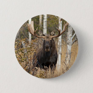 Impressive Bull Moose Button