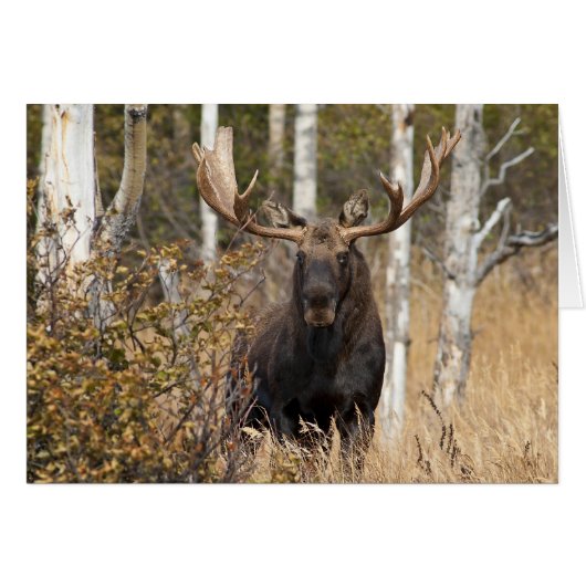 Impressive Bull Moose Cards (Front Horizontal)