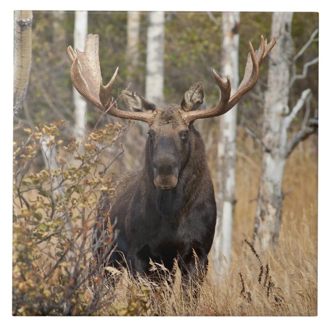 Impressive Bull Moose Ceramic Tile (Front)