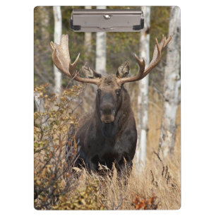 Impressive Bull Moose Clipboard