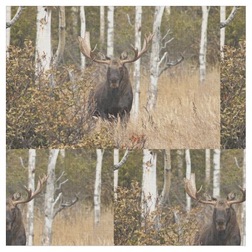 Impressive Bull Moose Fabric