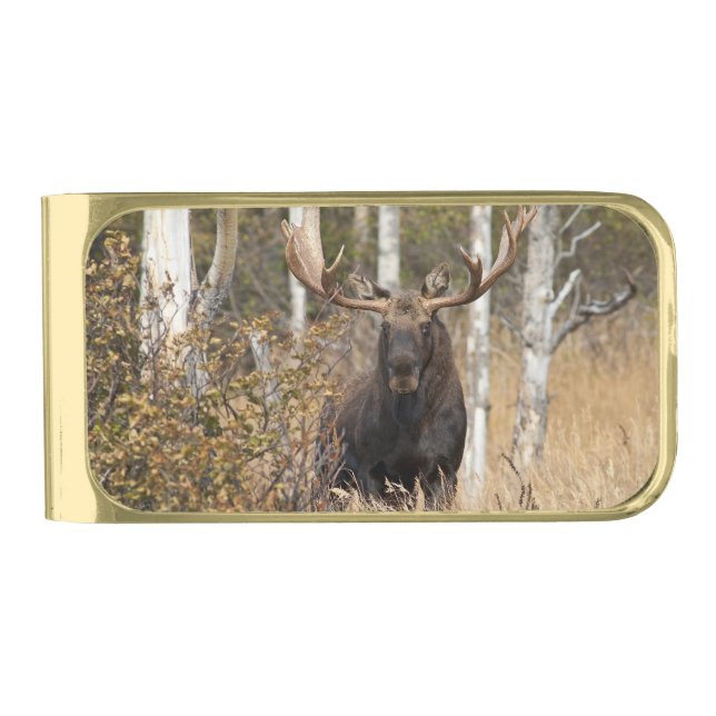 Impressive Bull Moose Gold Finish Money Clip (Front)