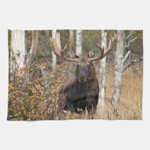 Impressive Bull Moose Kitchen Towel